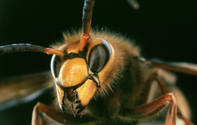 piqûre d’abeille